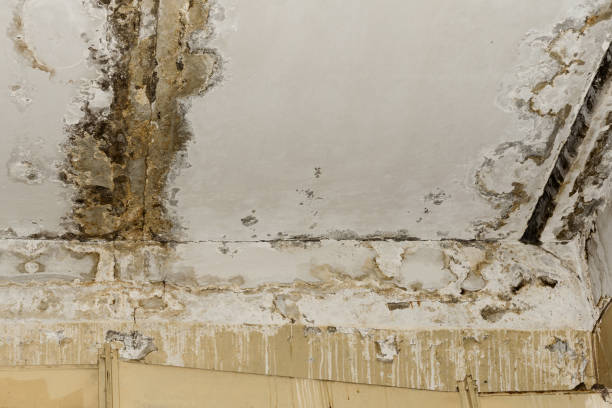 Trusted St Marys, WV Mold Prevention & Removal  Experts