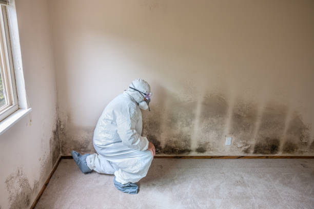 Best Mold Prevention Services  in St Marys, WV